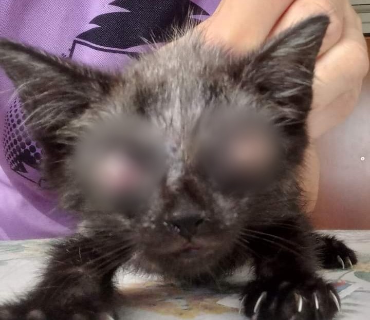 Capoterra, rimarrà sicuramente cieco il piccolo gattino abbandonato a Frutti d’Oro