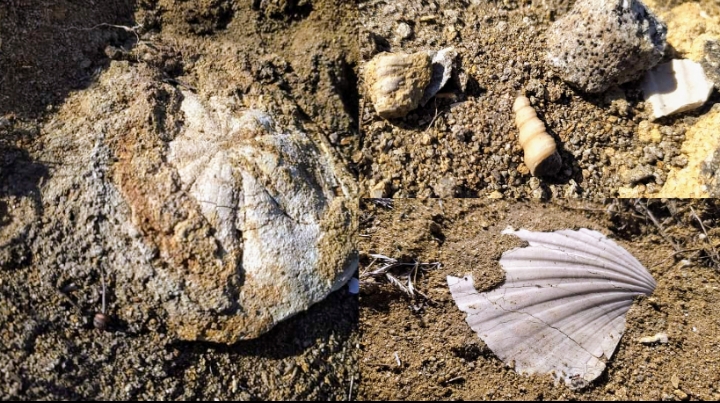 Straordinaria scoperta a Genoni: spuntano fossili di 18 milioni di anni fa