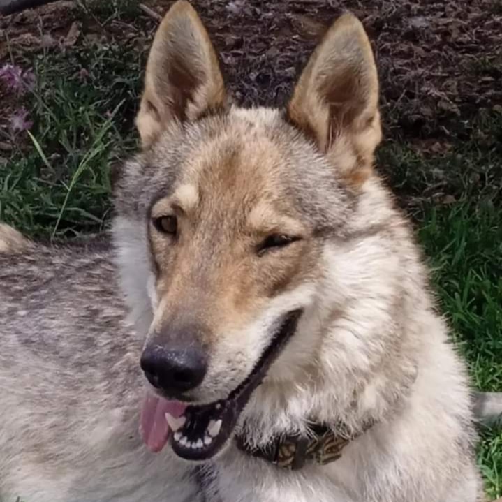 Sos a Radio Zampetta Sarda: il padrone è morto, cercasi casa per la dolce Kira