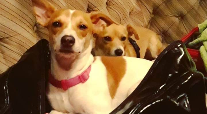 Sos, smarrite due cagnoline del circolo ippico Zaccheddu a Quartu