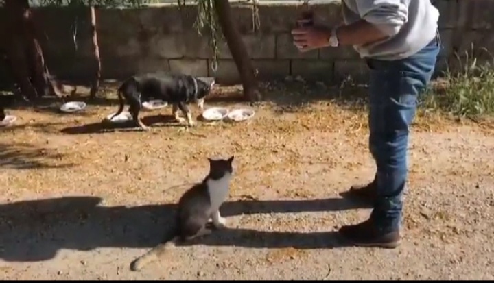 “Devo sfamare 8 colonie di gatti, chiedo aiuto a Radio Zampetta Sarda”