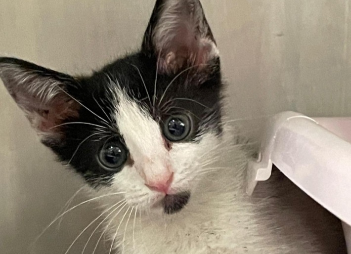 Micina di due mesi abbandonata a Cagliari cerca adozione: “Innamoratevi di lei”