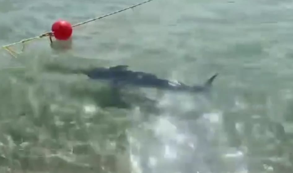 Muravera, spettacolo a Piscina Rei: un pesce spada nuota a pochi metri dalla riva