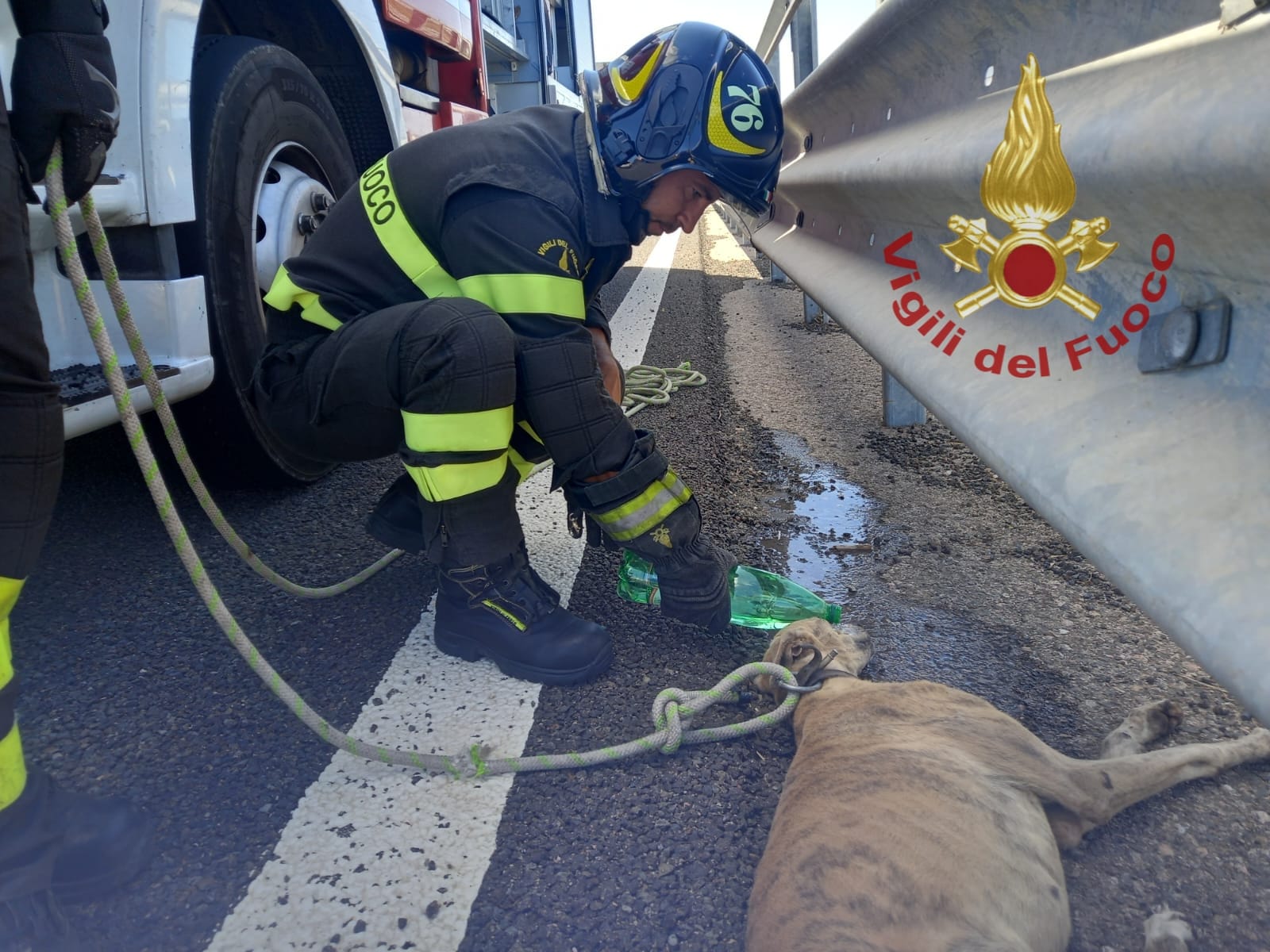 Investito e disidratato, cane si rifugia sotto il guardrail della Ss 131: salvato dai pompieri