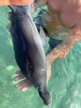 Costa Rei, muore il delfino sotto gli occhi dei bagnanti: “Colpa di un motoscafo”