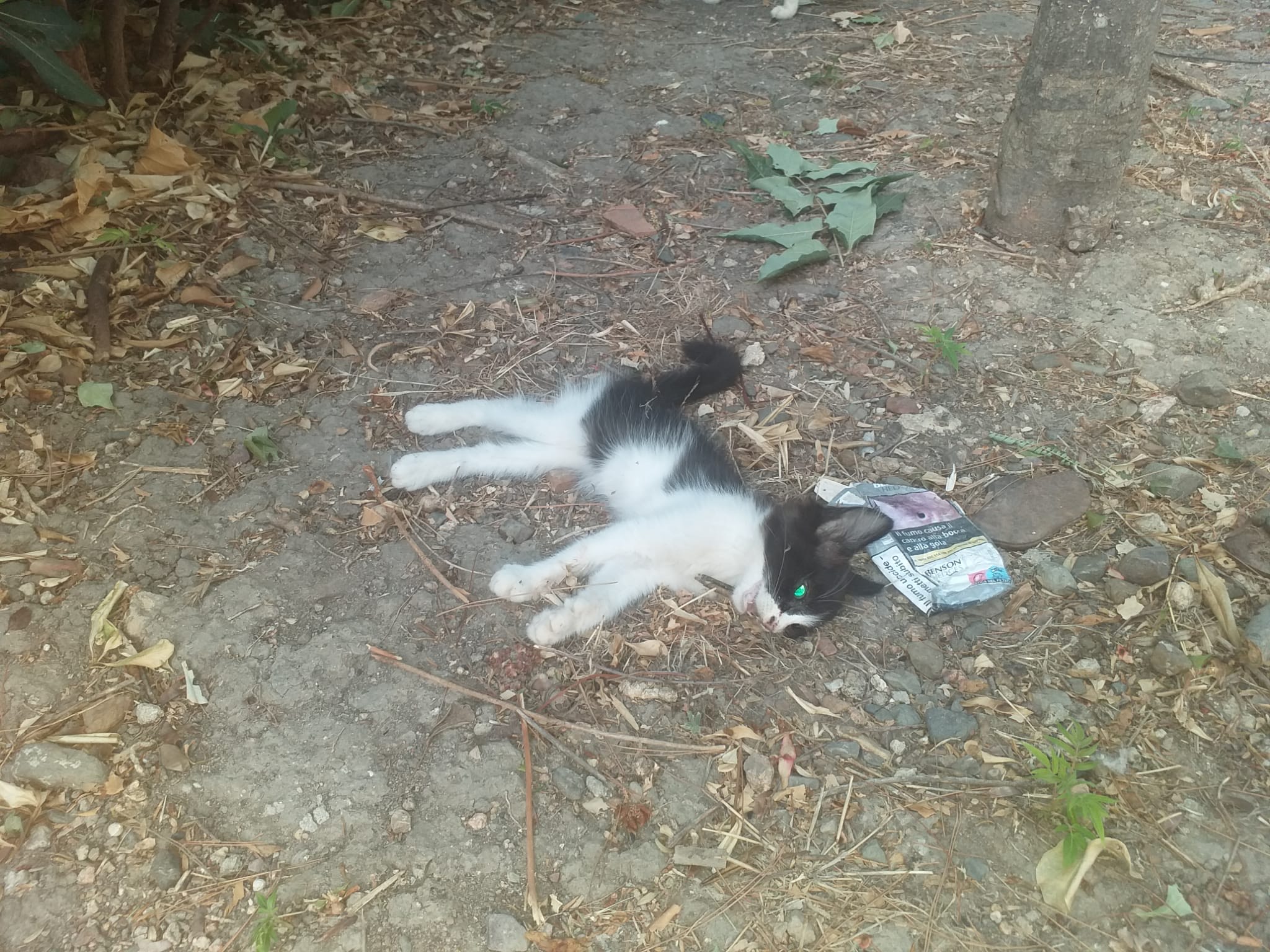 Cagliari, una intera colonia felina sterminata in piazza Pitagora: “Assassini”, il caso in Comune