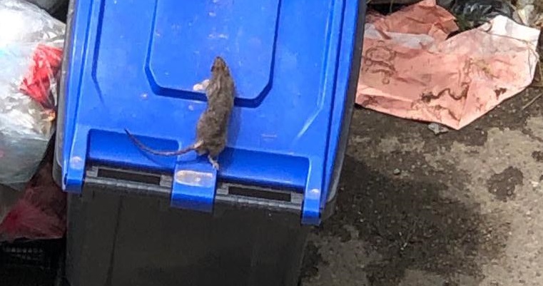 Cagliari, paura a Sant’Elia: in piazza Silesu i mastelli della spazzatura sono il regno dei ratti