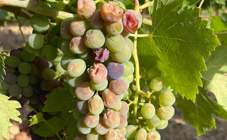 Caldo in Sardegna e campagne in ginocchio, a rischio vendemmia e carciofi: “Stato di calamità naturale”