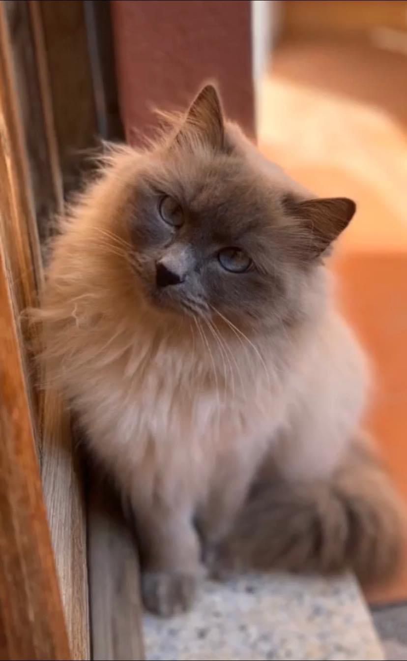 Radio Zampetta Sarda: Chanel si è persa a Cagliari, aiutiamola a tornare a casa