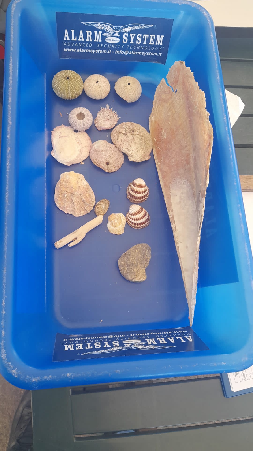 Pinna nobilis e conchiglie in valigia, due turisti fermati all’imbarco da Olbia