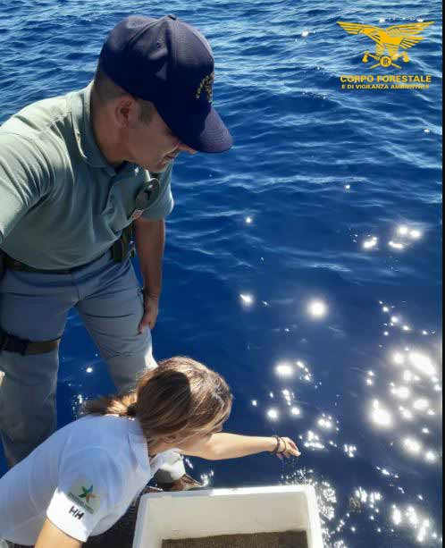 Quartu, salvate 25 tartarughine marine sperdute al Poetto