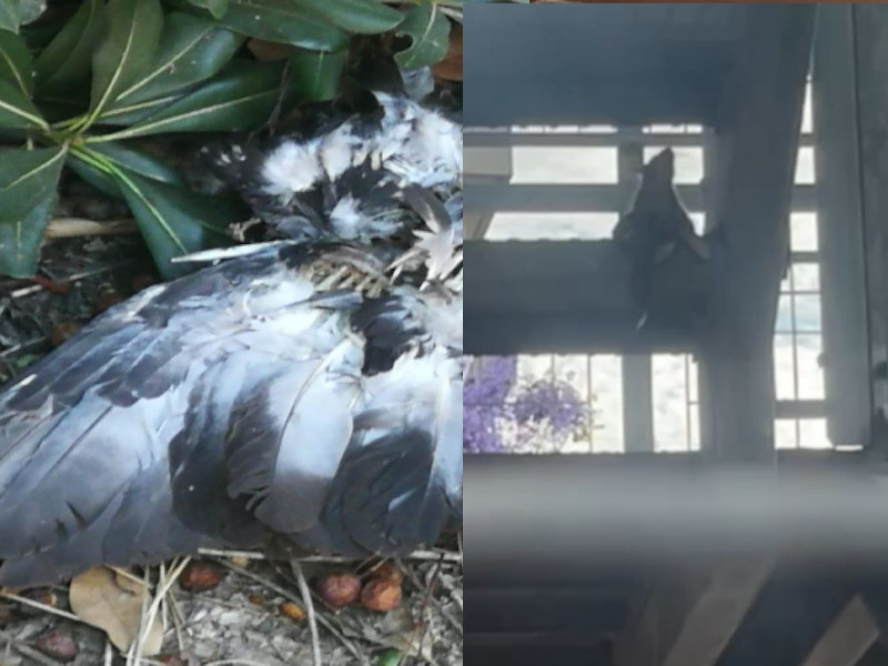 Cagliari, al Santissima Trinità e alla Cittadella della salute i topi mangiano gli uccelli morti