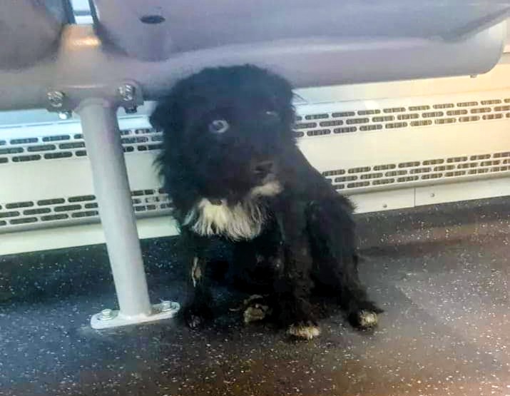 Prende il treno per Cagliari, un cucciolo parte per sbaglio da Siliqua: lo riconoscete?