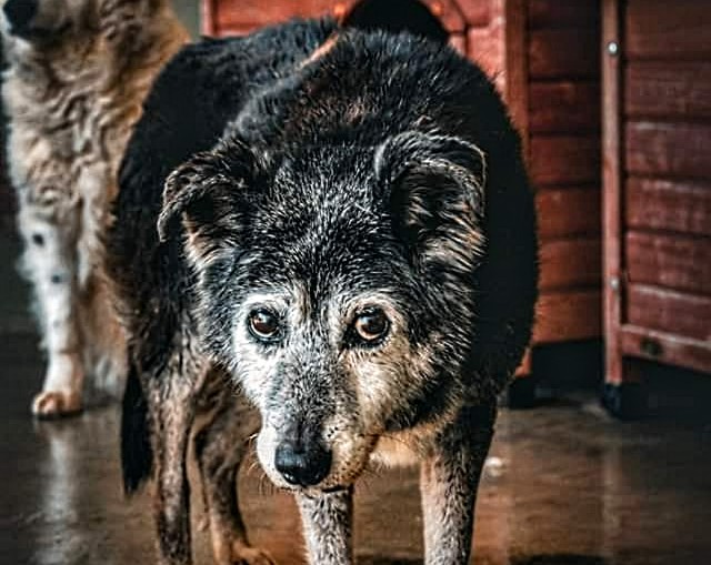 La triste storia di Antonia: 16 anni in canile, mai una richiesta di adozione