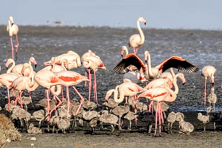 Cagliari, 128 baby fenicotteri pronti a prendere il volo: sono i nuovi nati del parco naturale regionale Molentargius