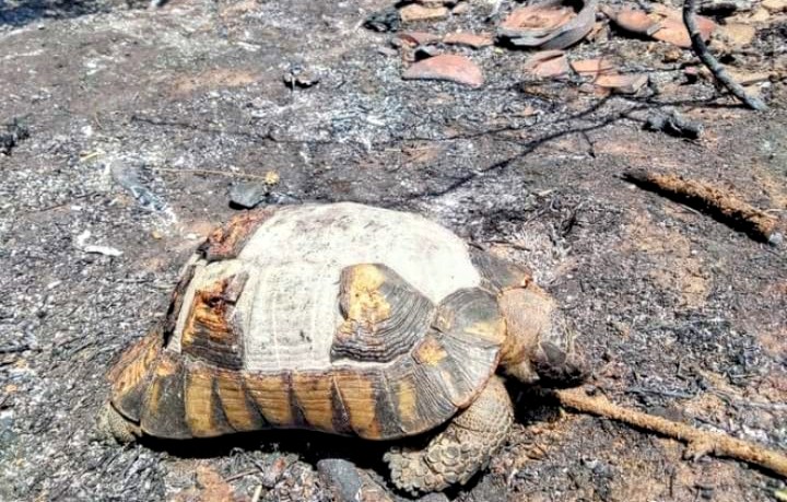 Incendi in Sardegna, la devastante conta dei danni: “Ecco cos’è l’odio umano”