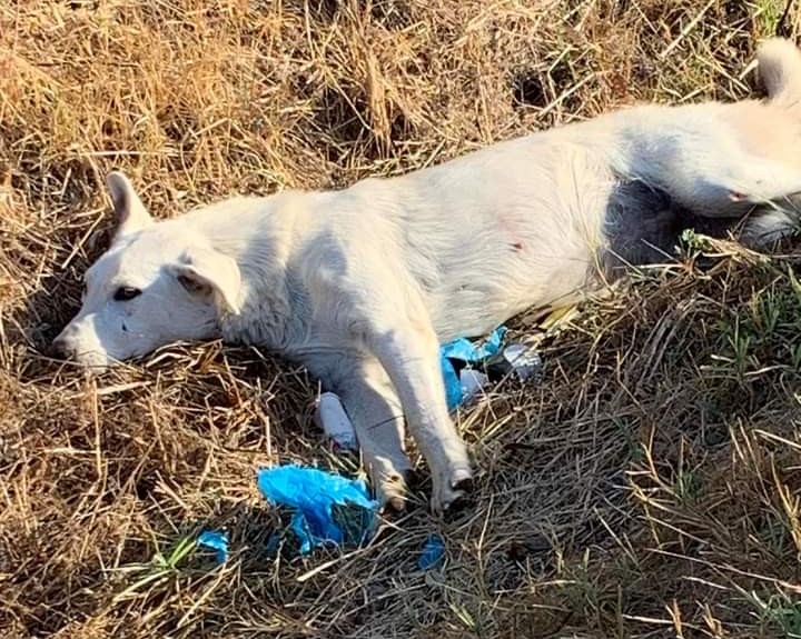 San Sperate, cagnetta trovata agonizzante salvata dai volontari: “Potrà essere curata”