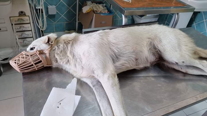 San Sperate, la cagnetta Bianca salvata dai cittadini sta meglio