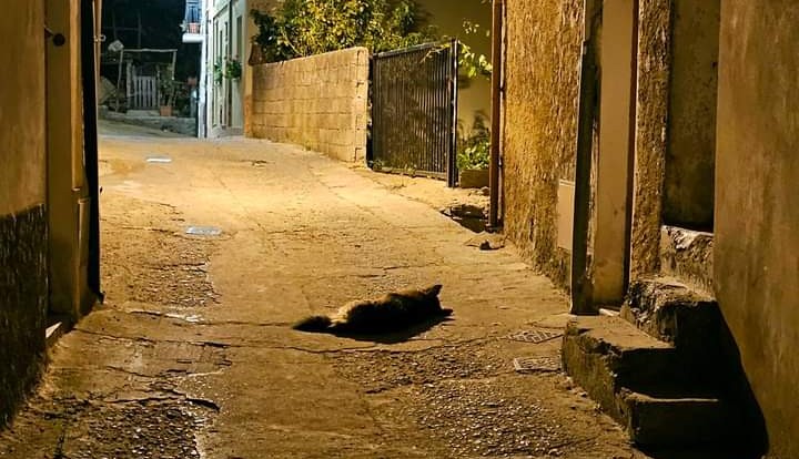 Desulo, attende da giorni il ritorno del padrone morto: la storia di Snoopy