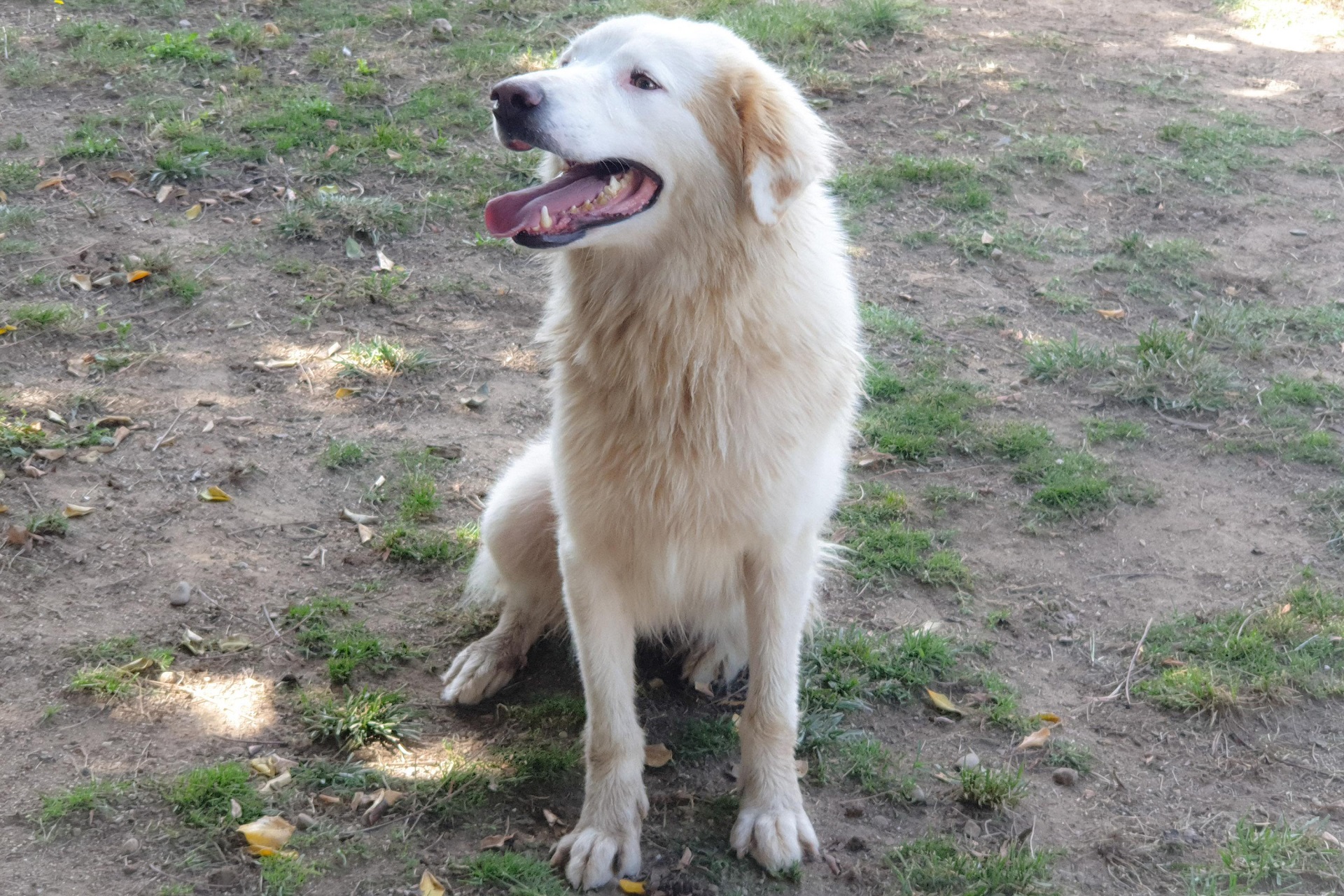 Filomena è la nuova protagonista della Campagna di adozioni del Canile Comunale
