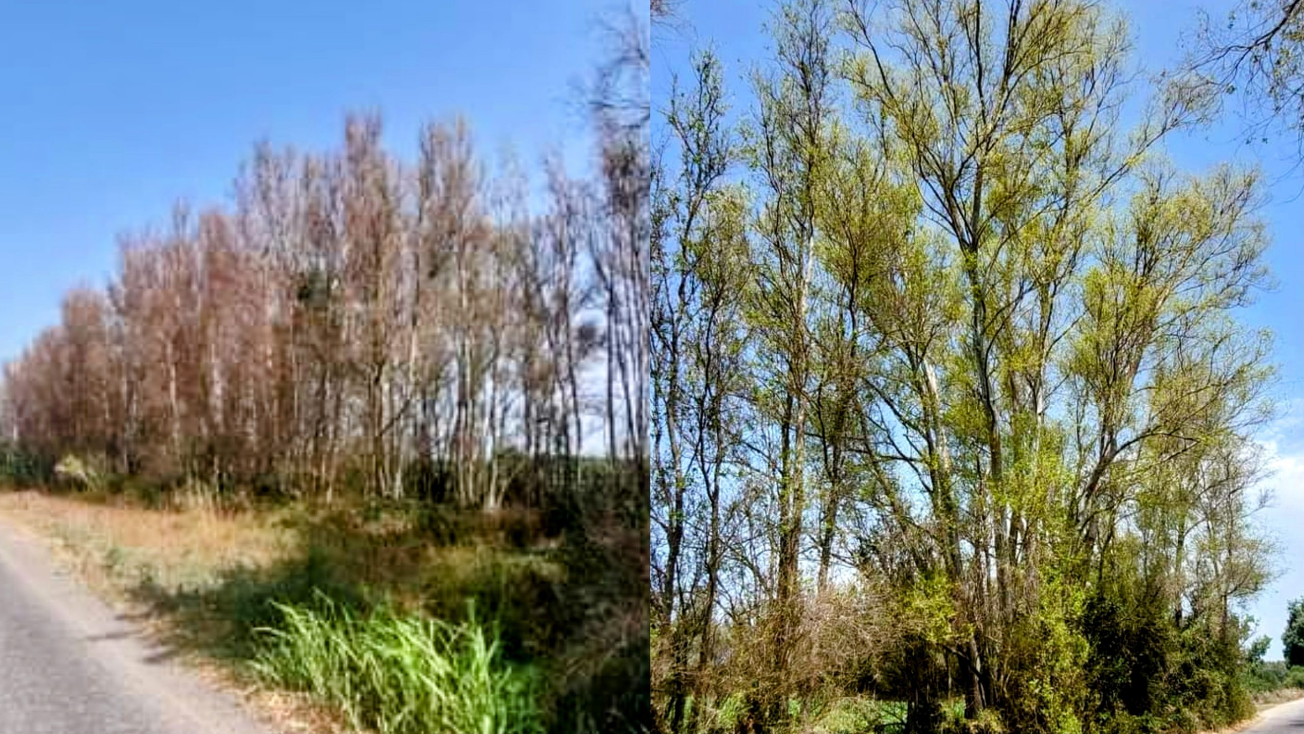 Arborea, viali alberati sfregiati dai parassiti: ecco il preparato biologico per salvare le piante