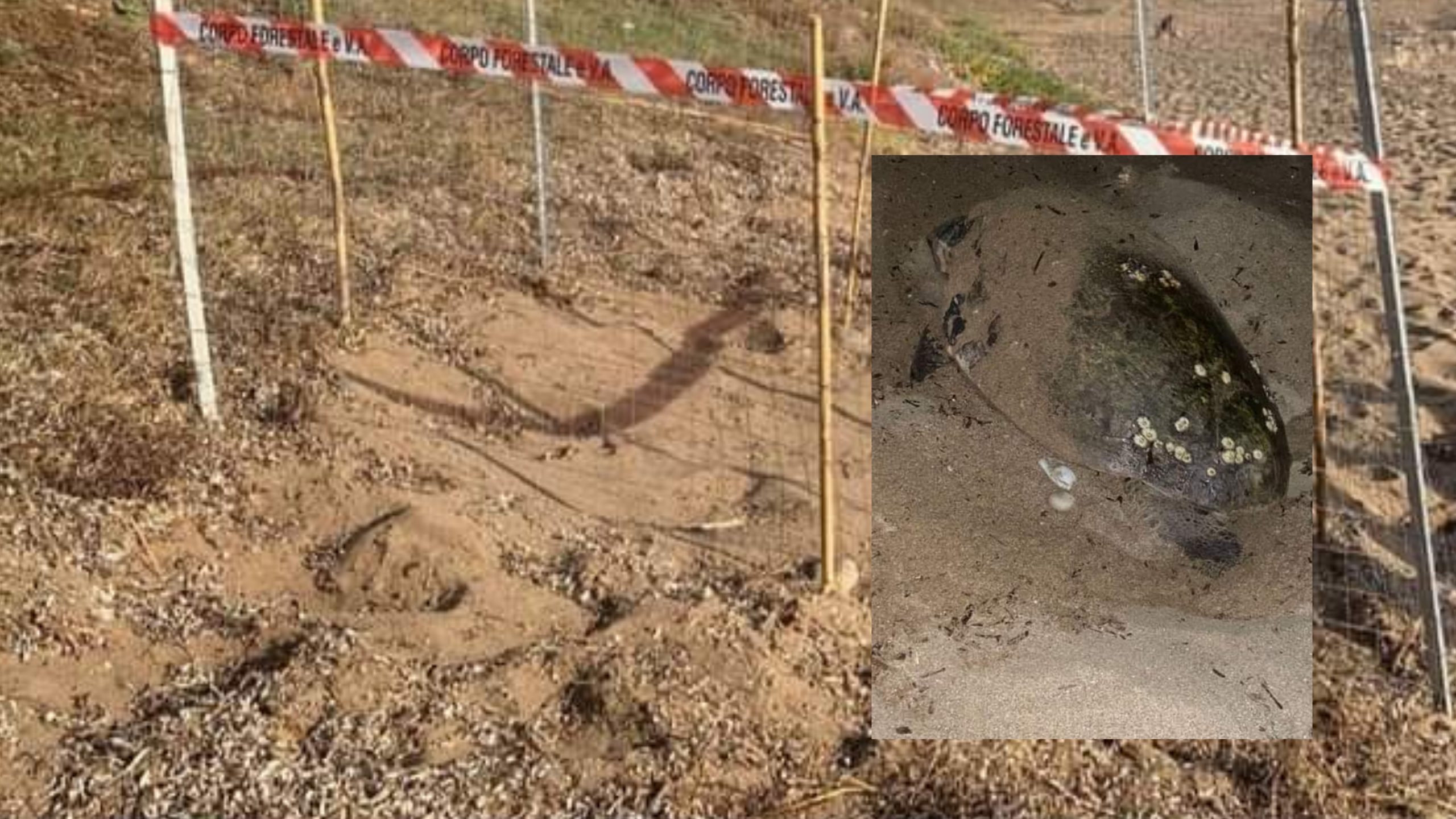 Le tartarughe amano la Sardegna, ennesimo nido su una spiaggia: è il turno di Arbus
