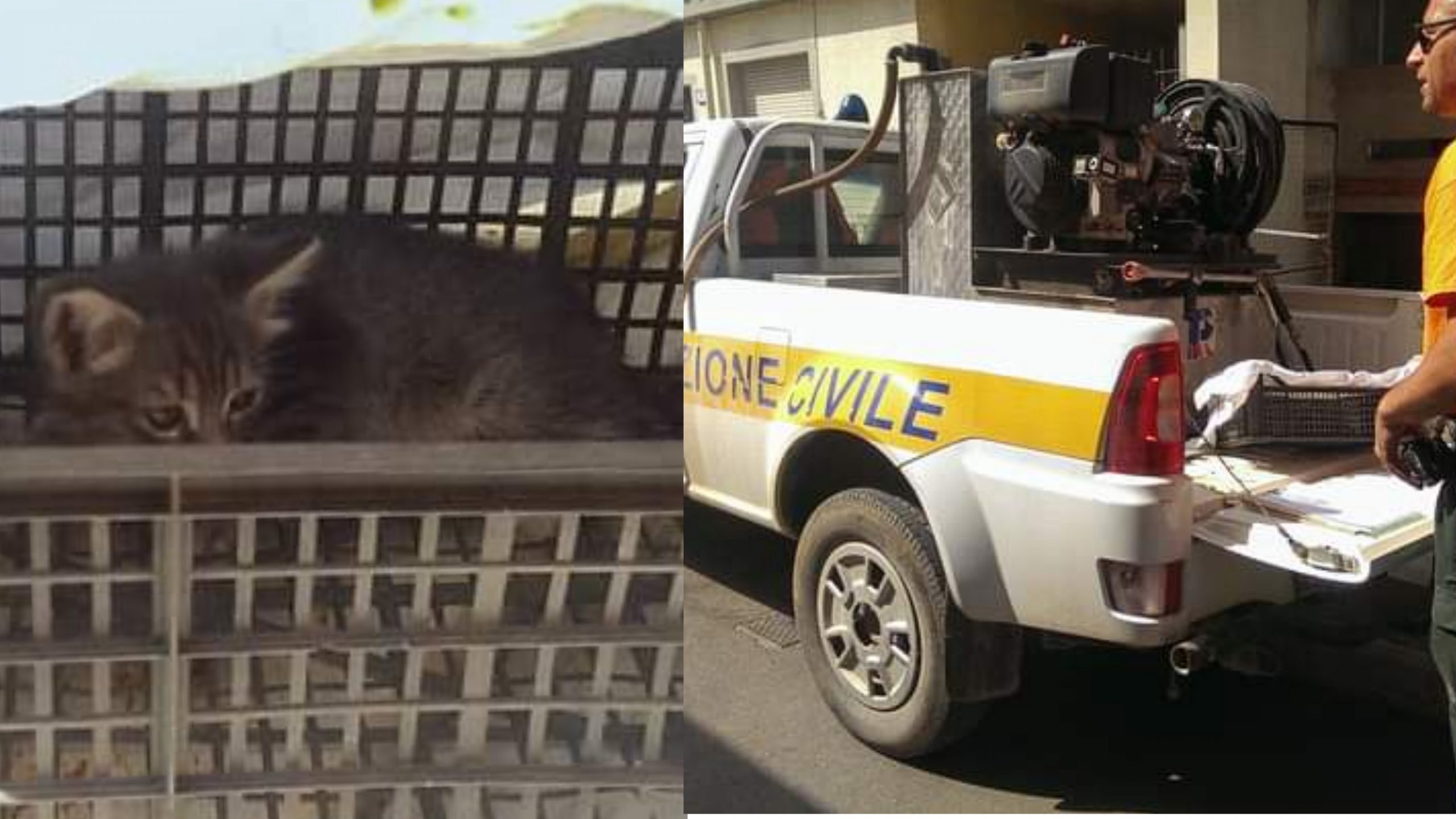 Sestu: gattino di pochi mesi incastrato in una grondaia e salvato dai barracelli