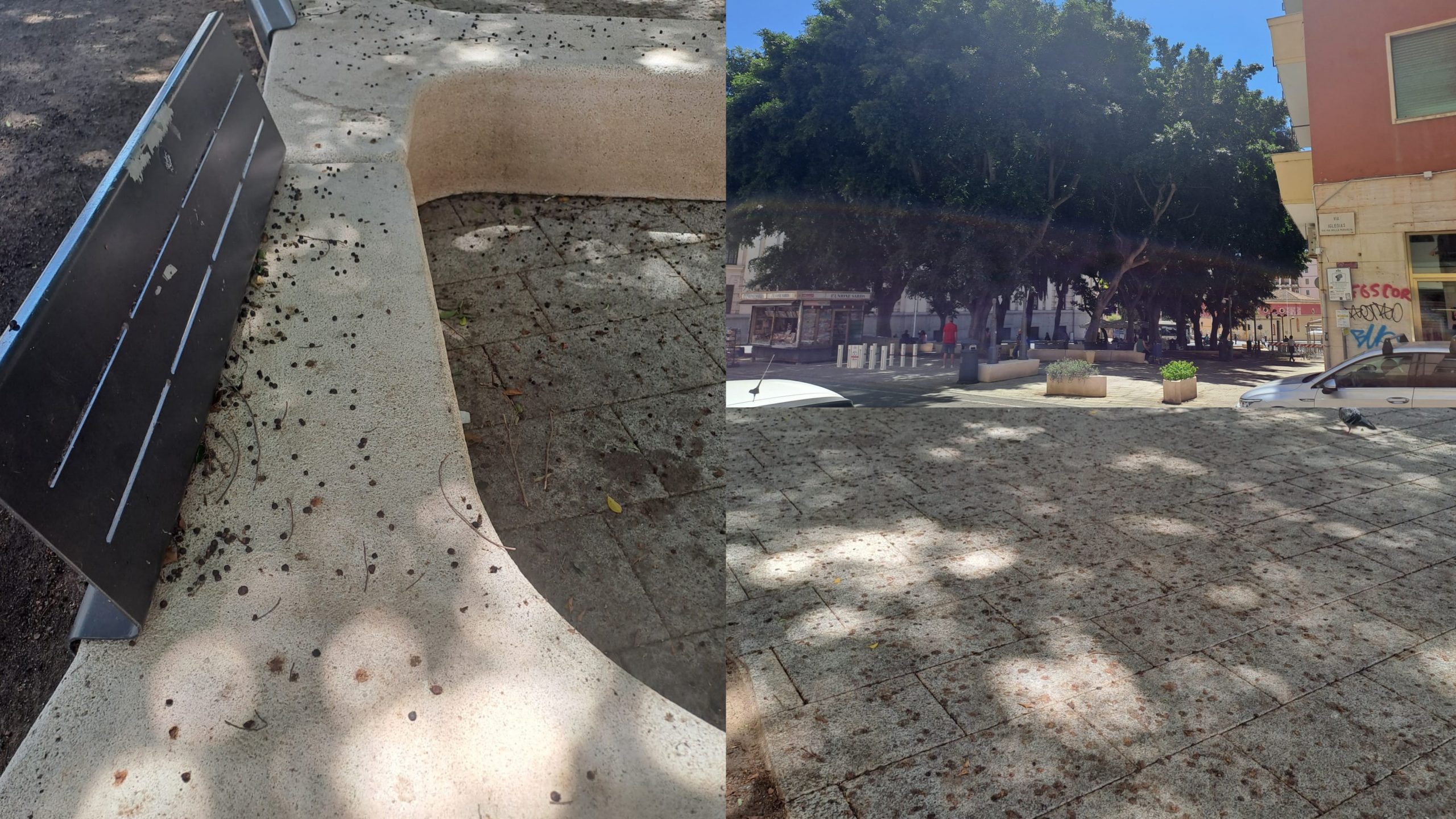 Cagliari, piazza Gramsci invasa dai frutti degli alberi: “Si rischia di scivolare”