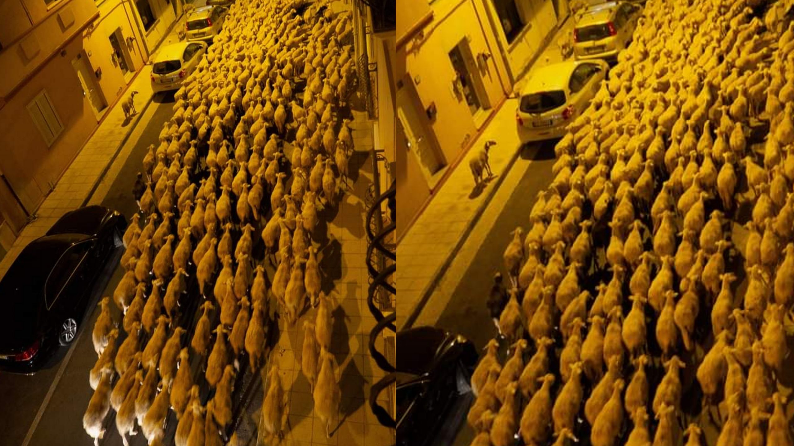 Sestu, pecore al pascolo durante la notte per le vie del centro abitato: tra selfie e dubbi