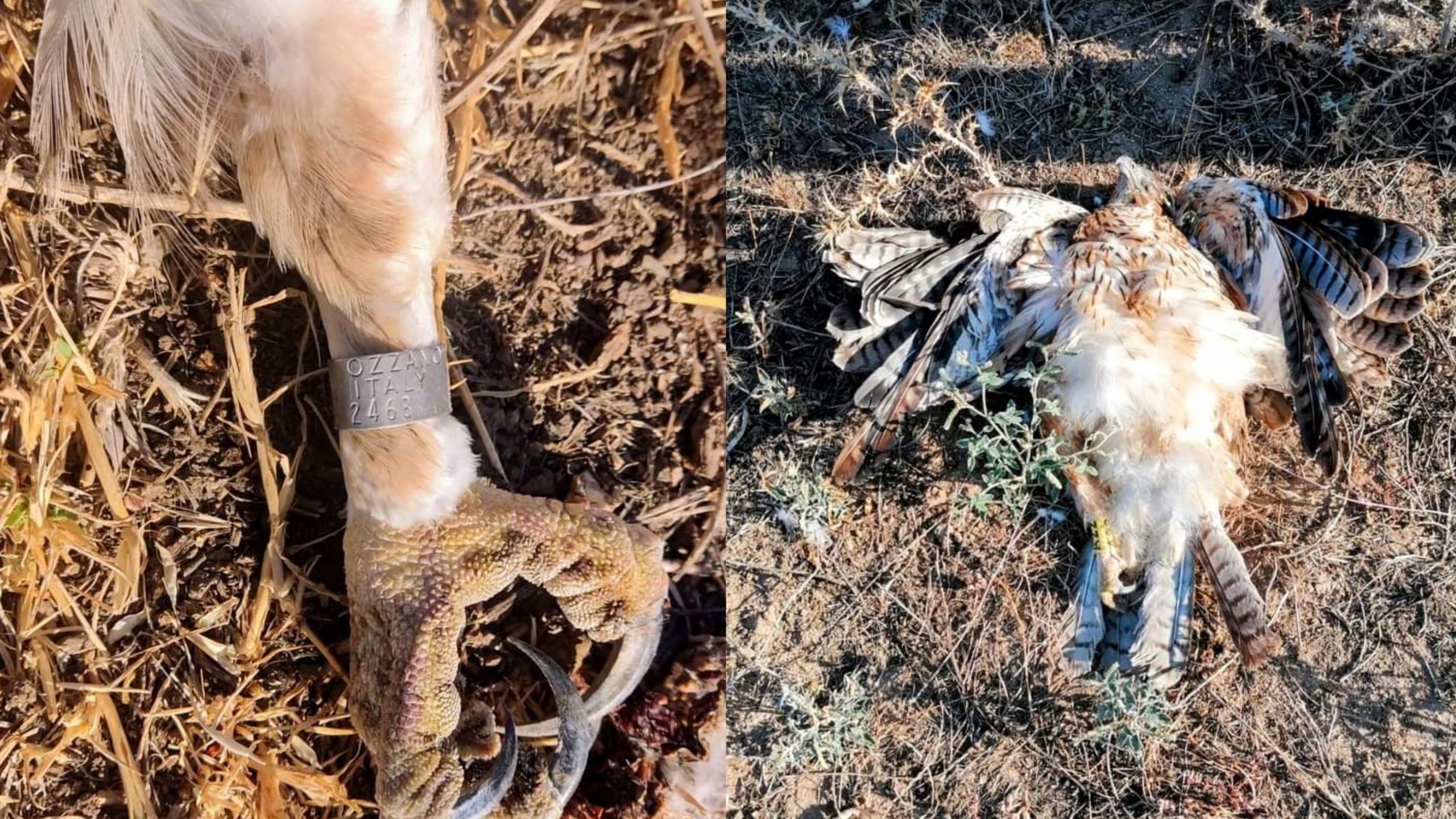 Morta dopo il contatto con la linea elettrica: addio a Maria, l’aquila monitorata da Forestas