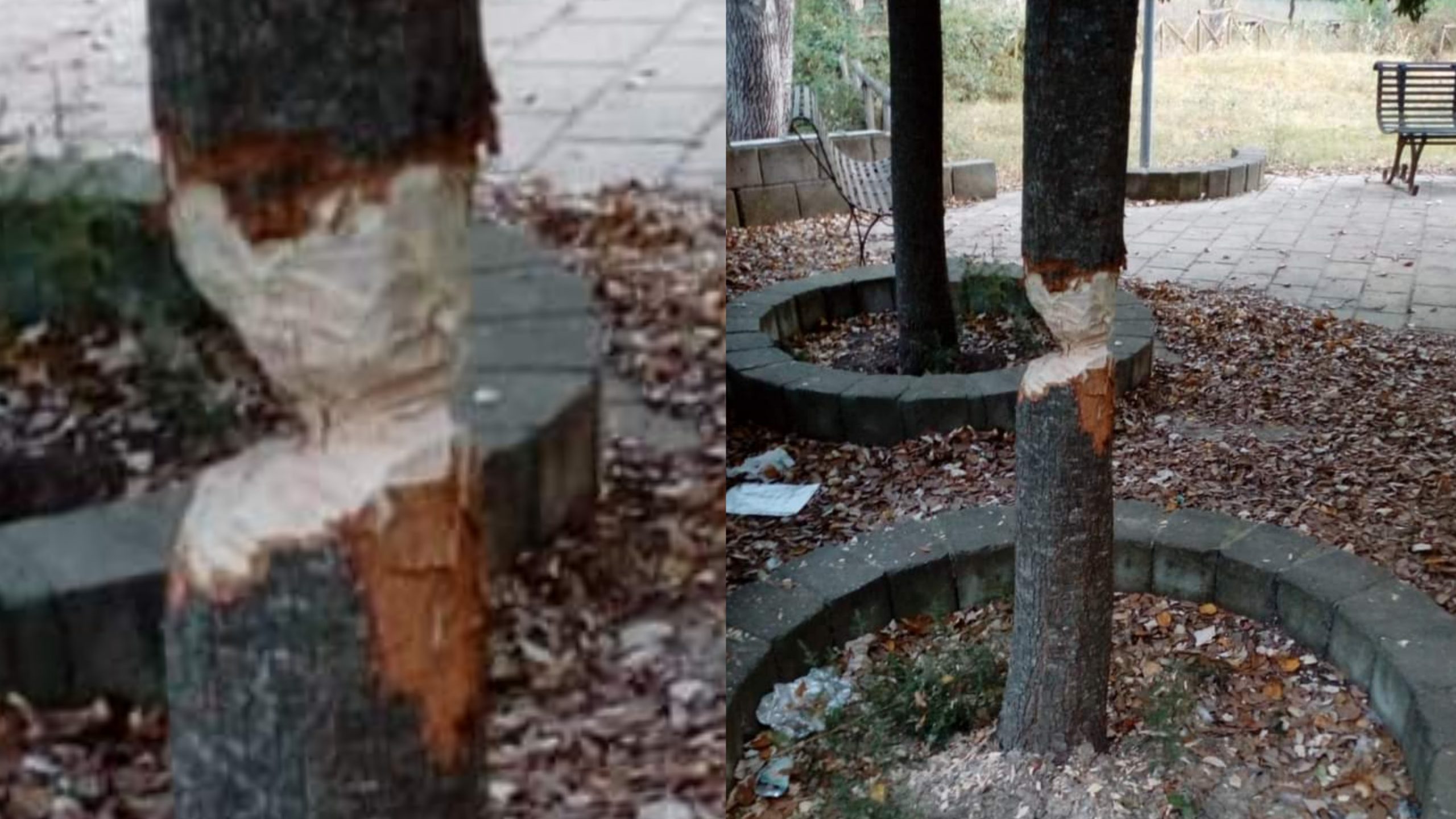 Lo strano caso dell’albero vandalizzato a Sanluri, il sindaco: “Curati”