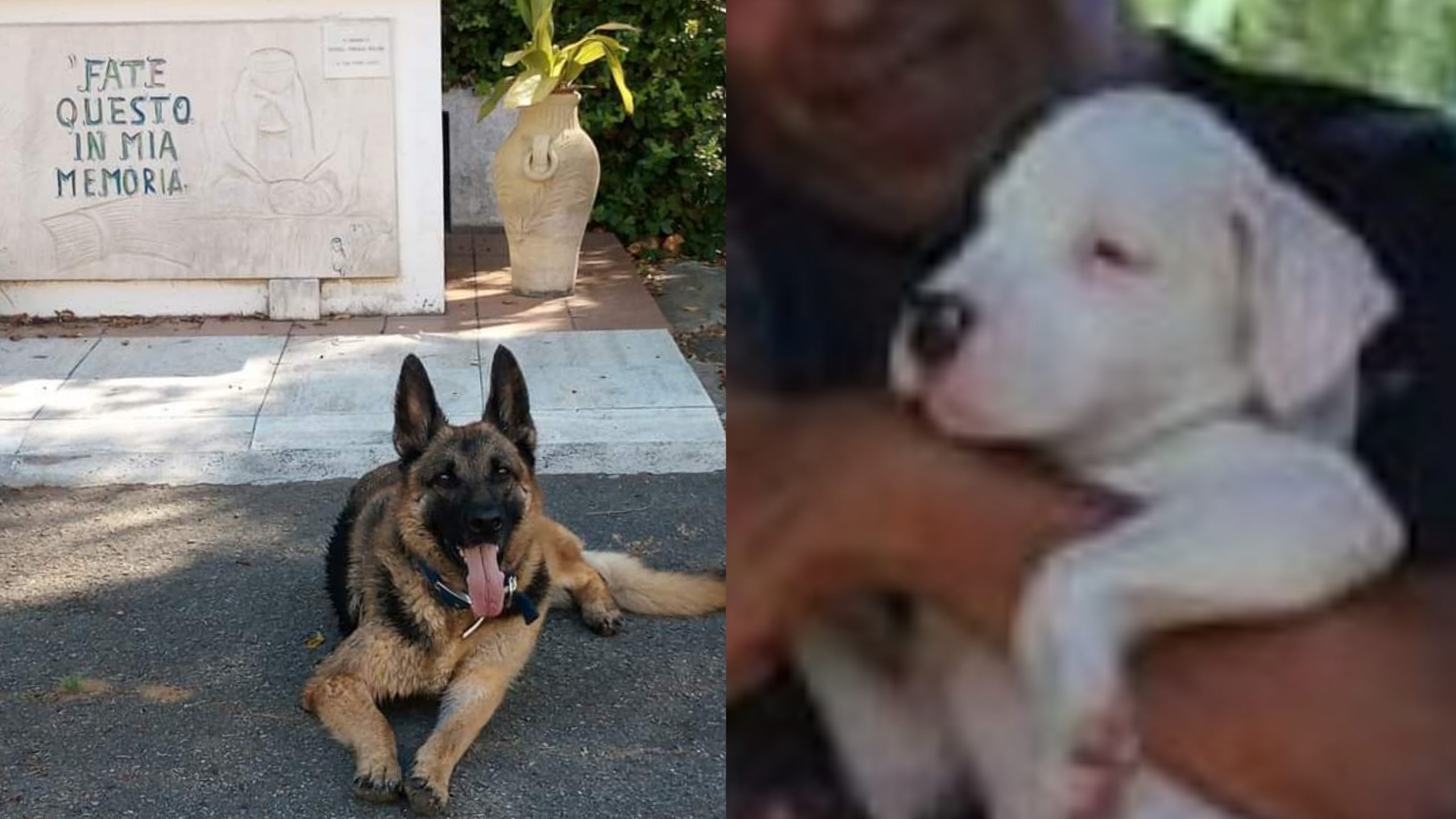 Pirri, un dono speciale per il padrone di Kira