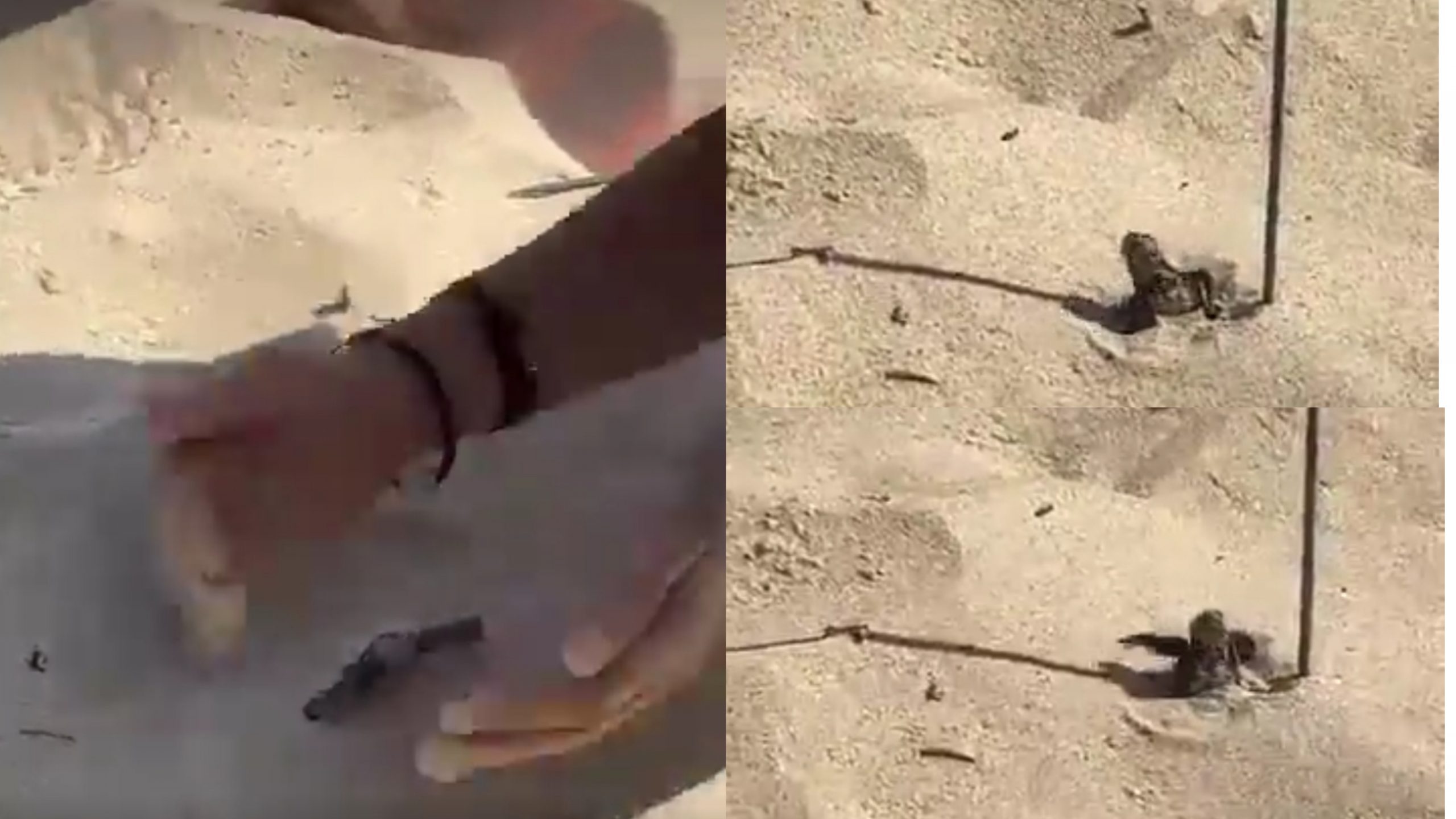 Spettacolo della natura a Costa Rei: le uova si schiudono in spiaggia tra gli applausi dei bagnanti