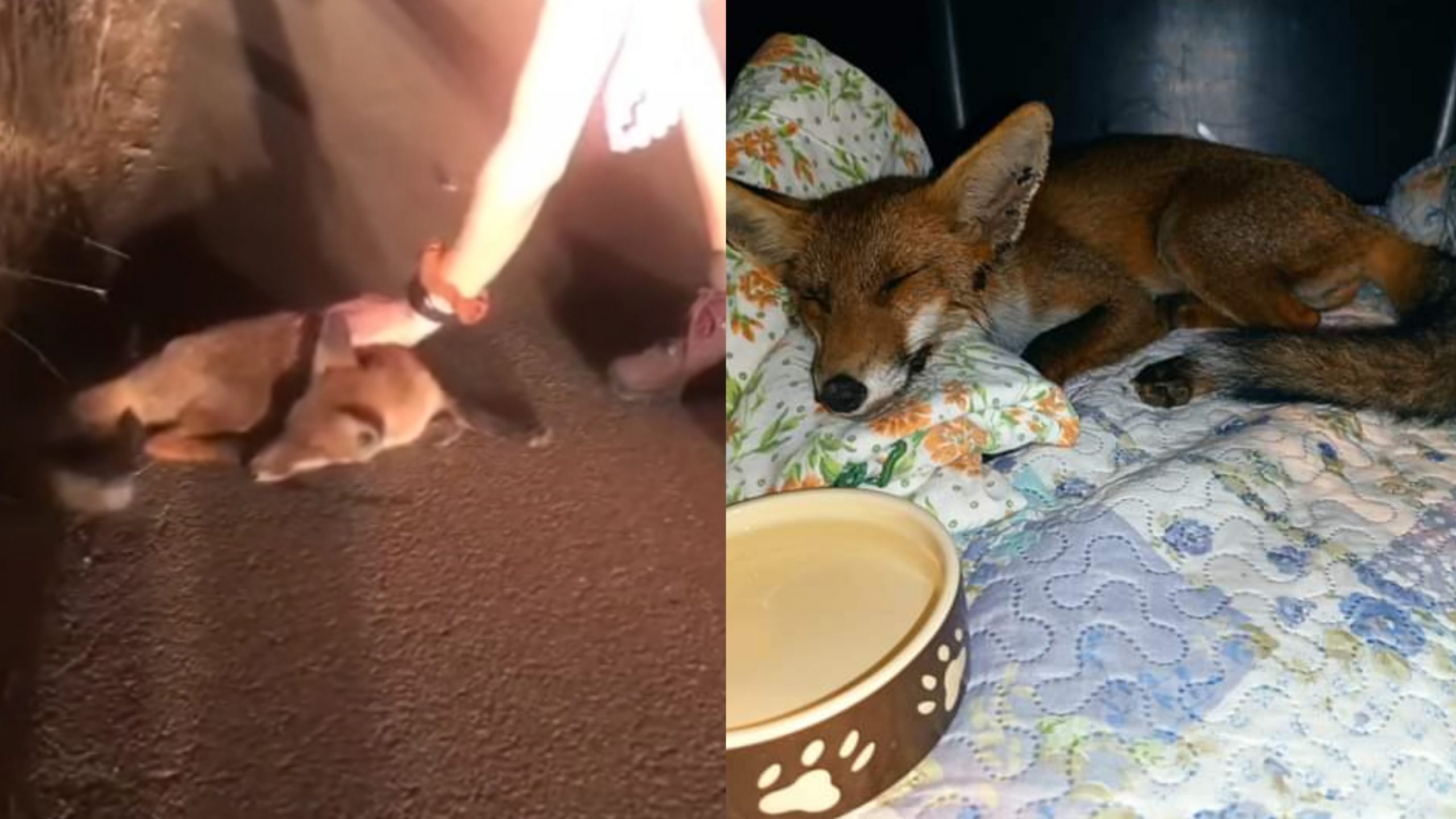 Una volpina agonizzante trovata e soccorsa dai volontari a Gonnosfanadiga