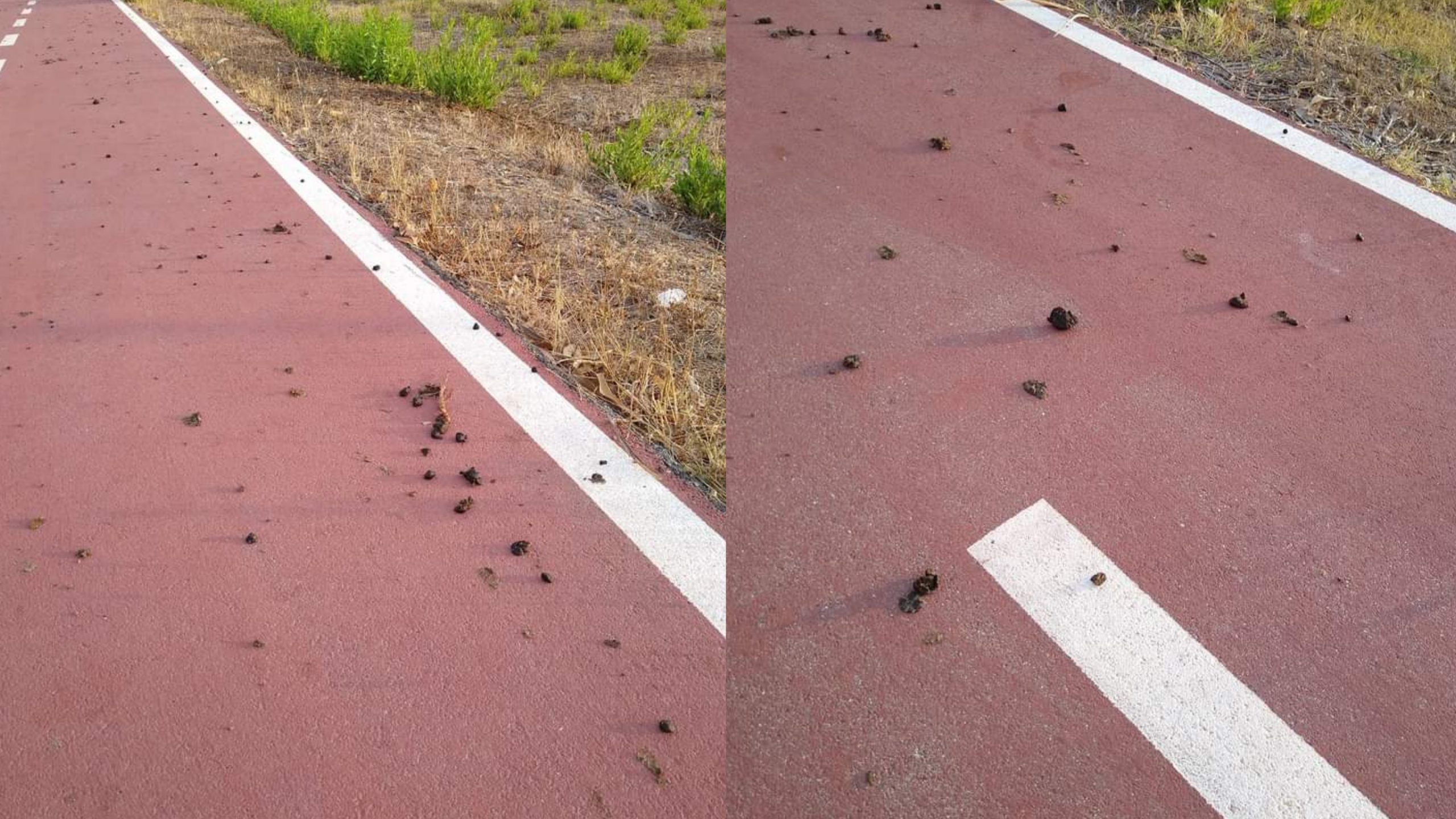 Sarroch, escrementi di pecora lungo la pista ciclabile