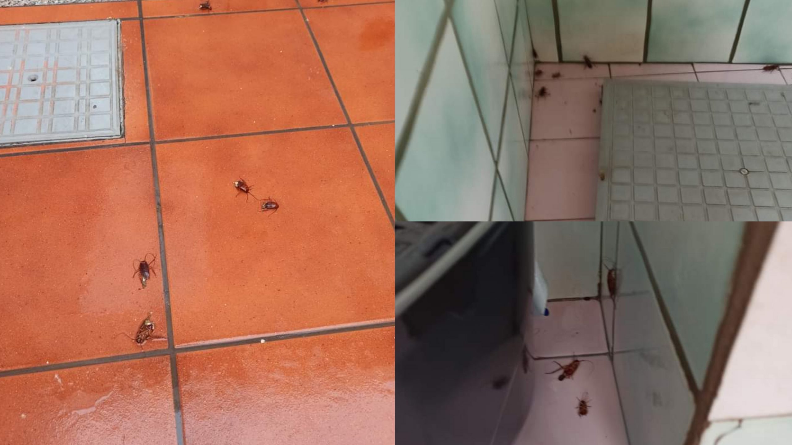 Monserrato, al via la disinfestazione contro le blatte