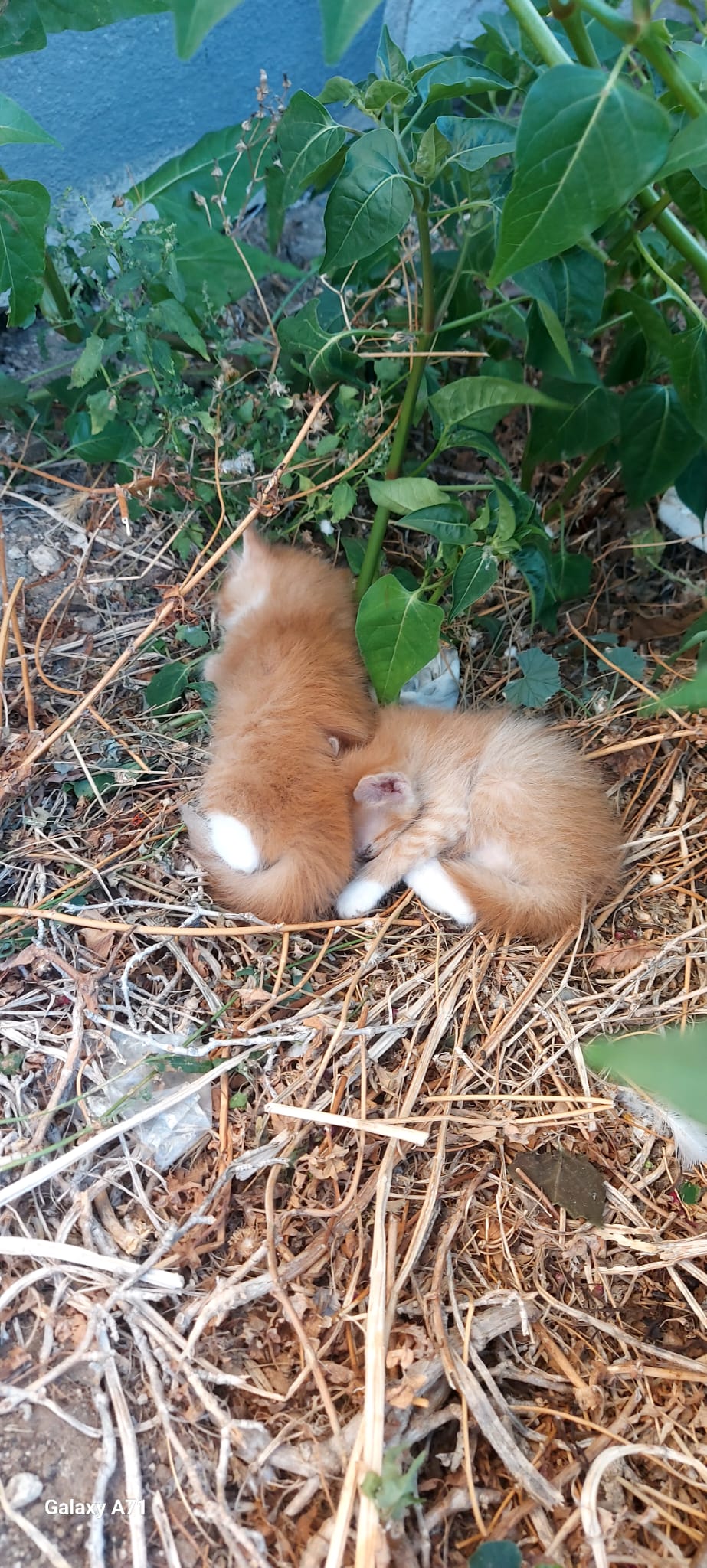 Radio Zampetta, 4 gattini in un’aiuola a Quartu: cercano una casetta o uno stallo in attesa dell’adozione