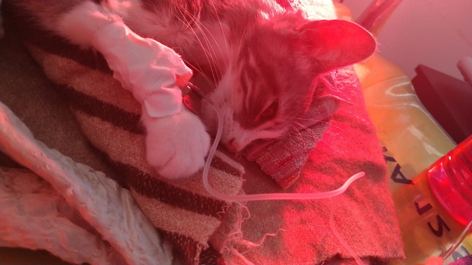 Sos per Venere, la gattina di piazza San Michele: serve urgentemente un donatore