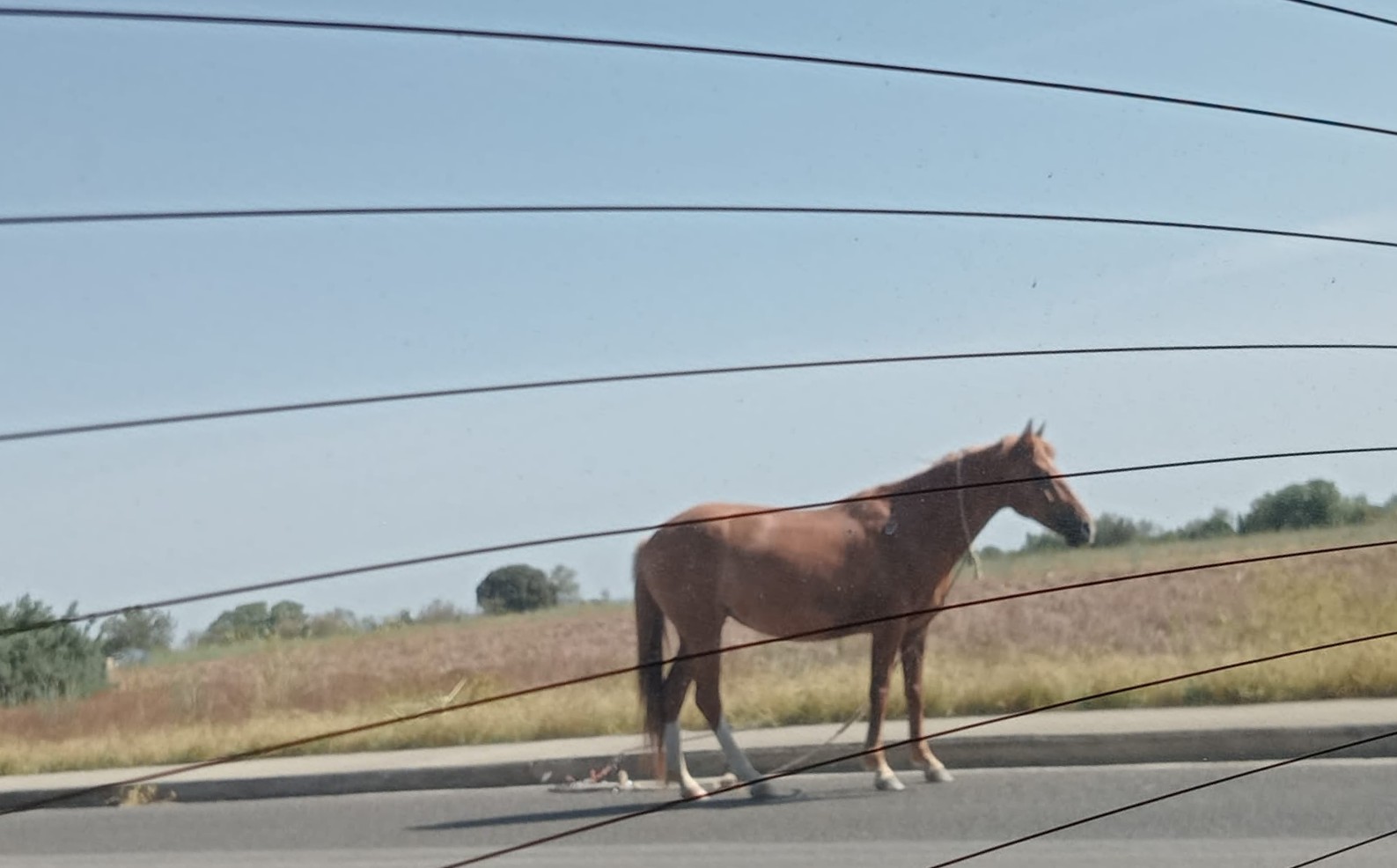 Cavallo in fuga a Serramanna: “Ha una corda legata al collo”