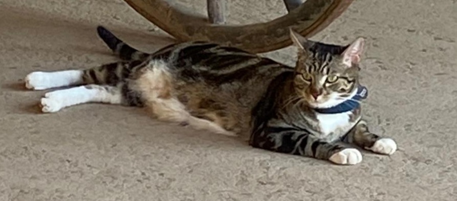 Sos da Geremeas, è scomparso il gatto Coco: “Aiutateci a trovarlo”