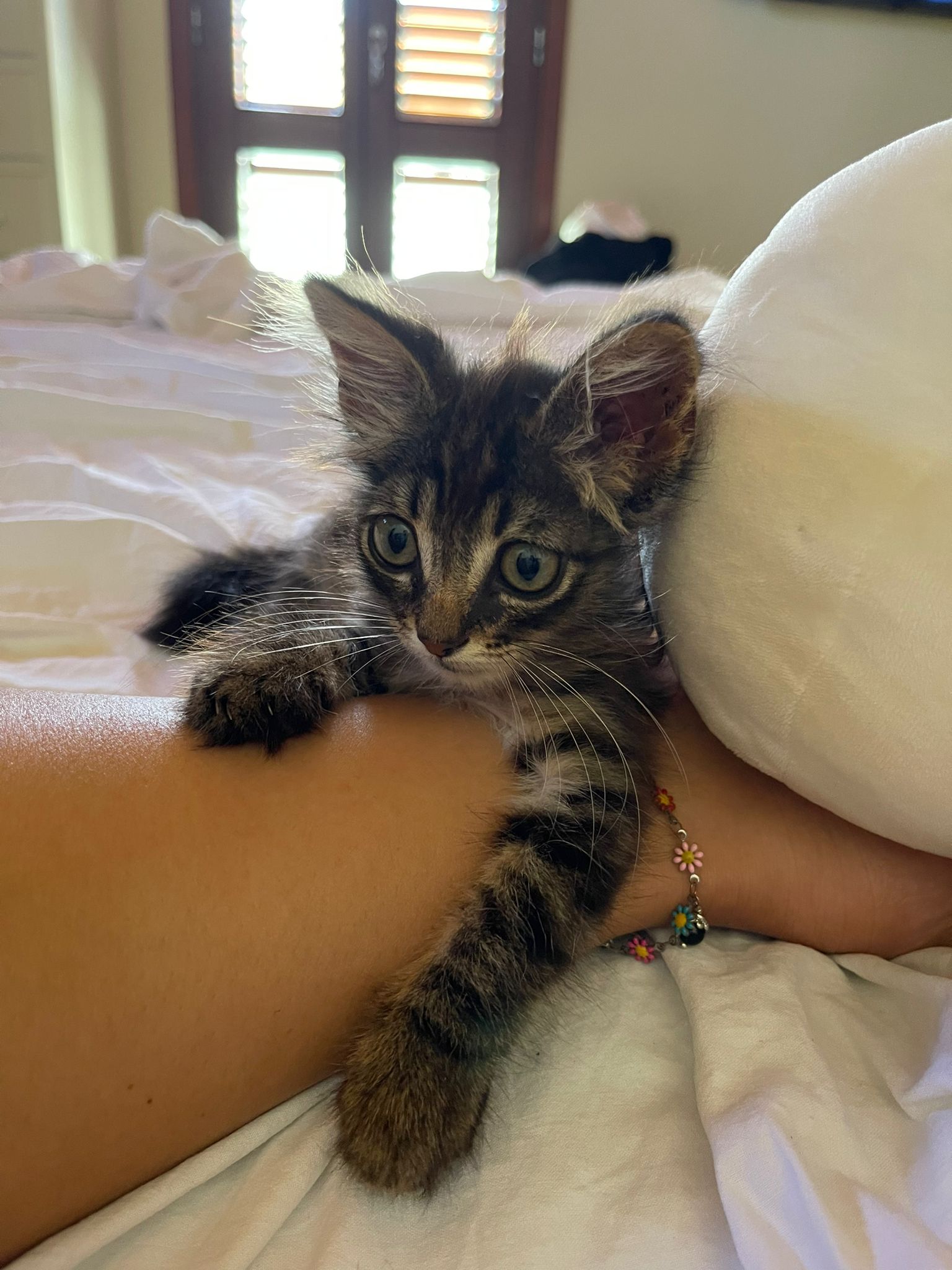 Radio Zampetta Sarda: Sky è guarito, ora cerca casa