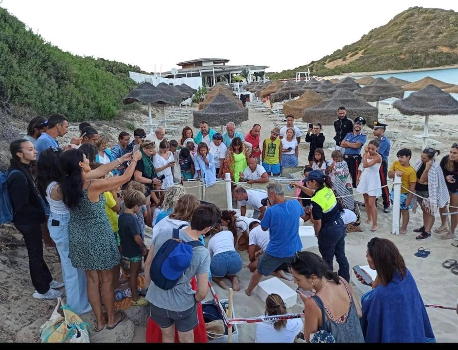 Castiadas, il lieto evento a Monte Turnu: i tartarughini nati accanto allo stabilimento balneare