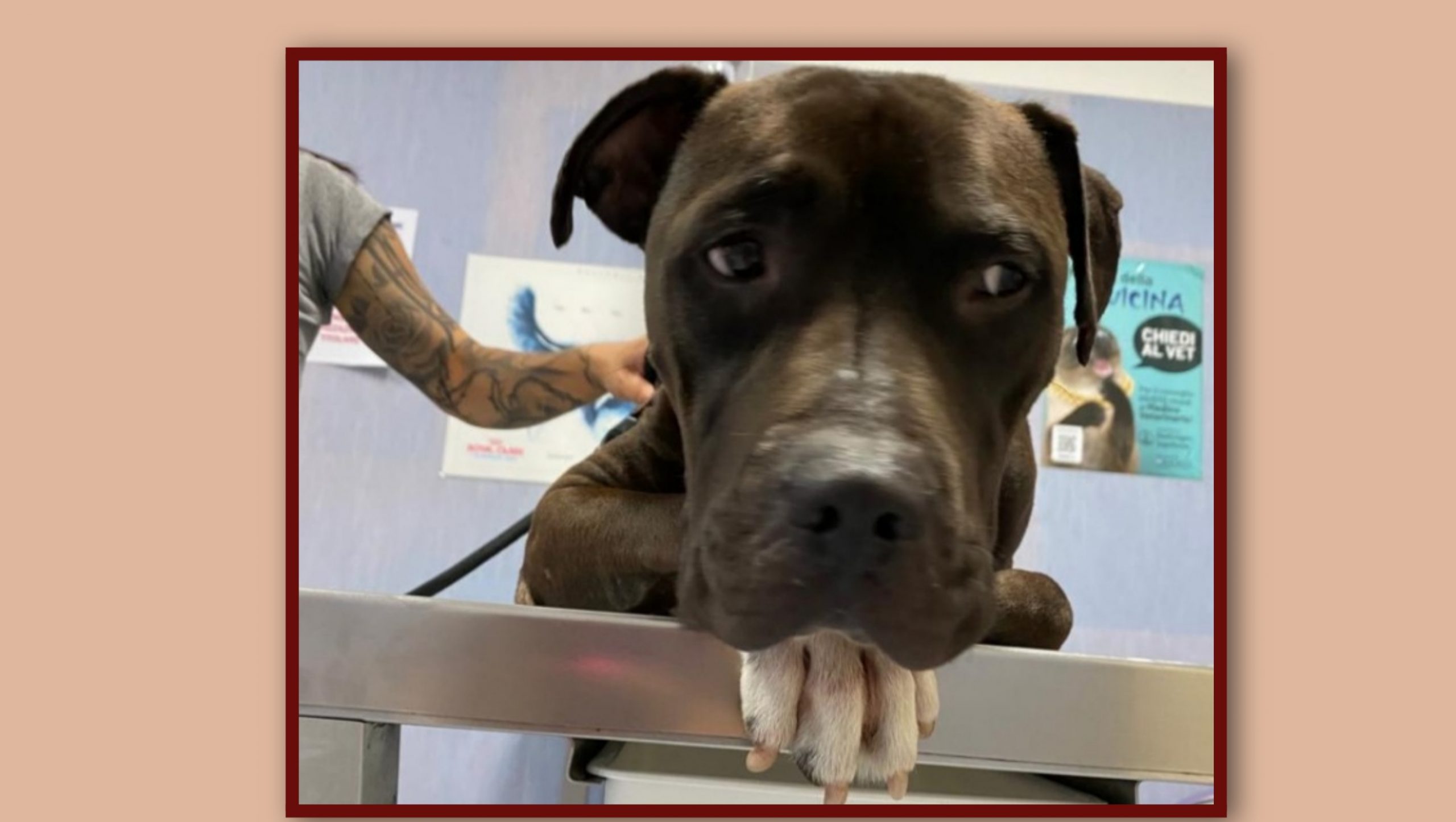 Radio Zampetta Sarda: abbandonato nelle campagne di Assemini, Tyson cerca casa