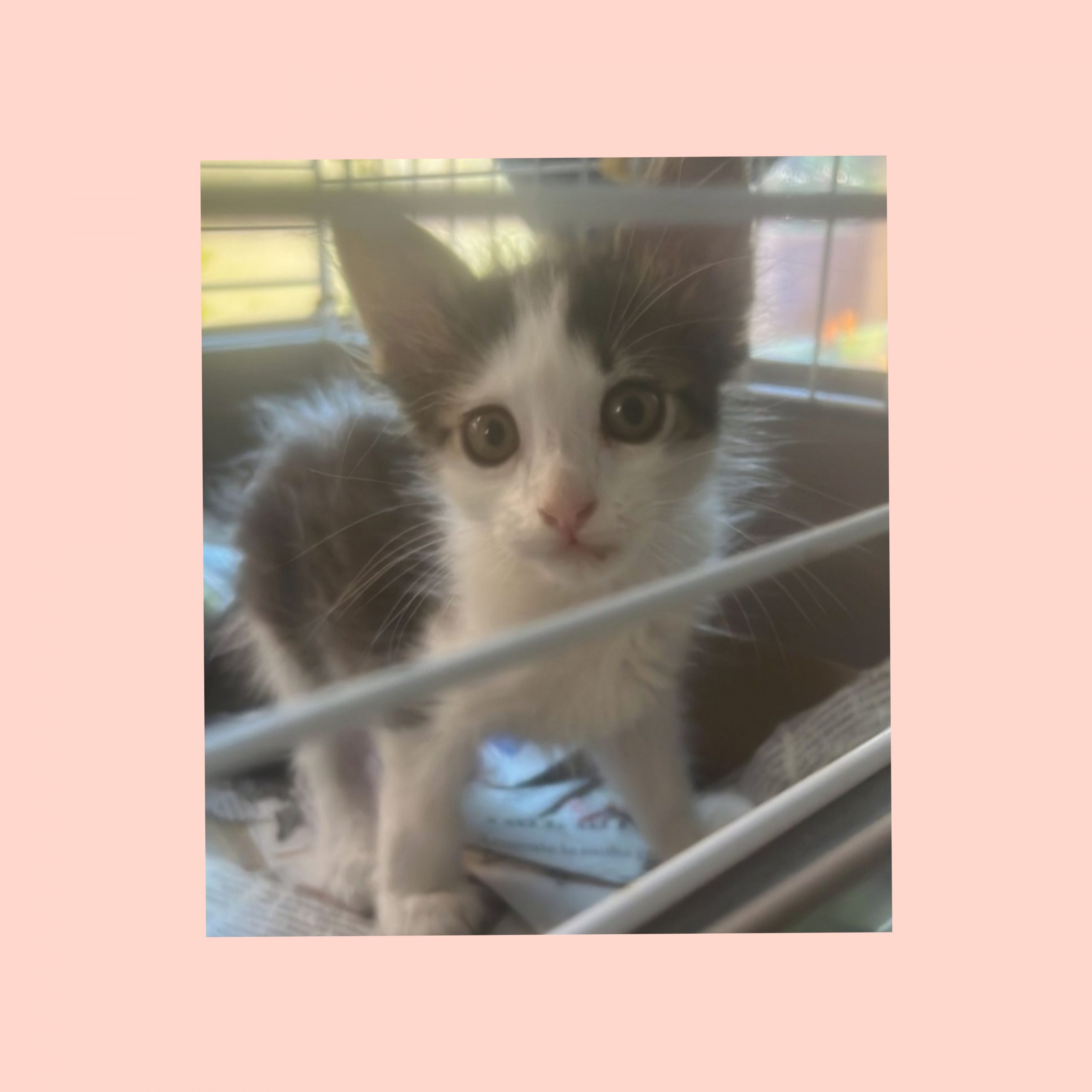 Gattino salvato dai gabbiani a Cagliari, l’sos: “Chi lo adotta?”