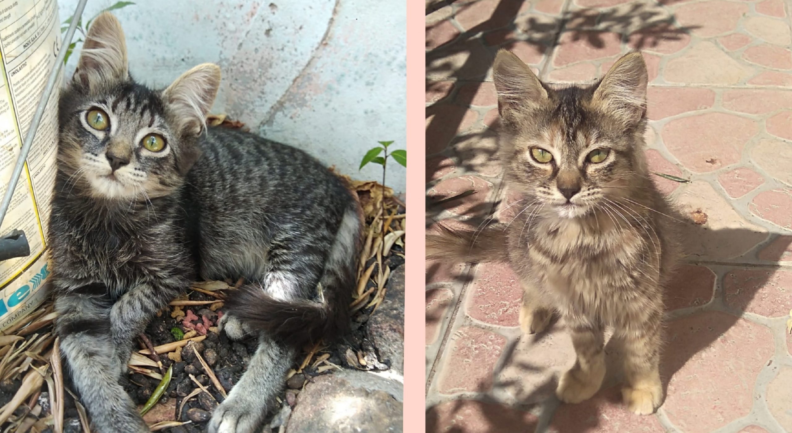 Sos a Radio Zampetta Sarda per due fratellini a Flumini