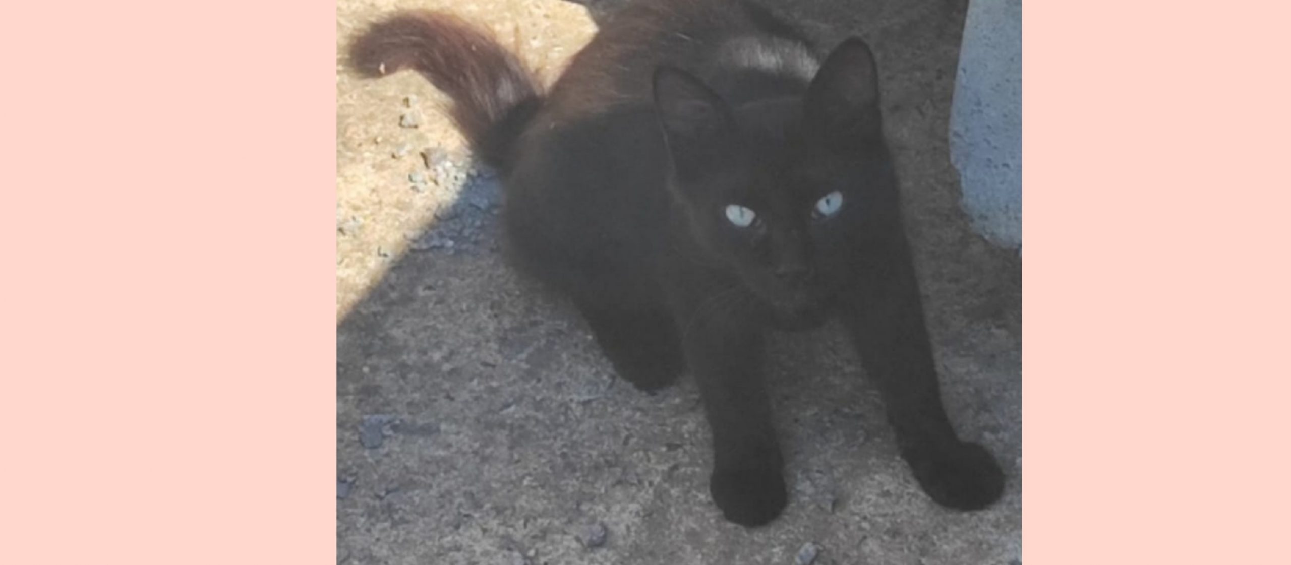 Sos a  Radio Zampetta Sarda: “Micio di 45 giorni abbandonato, rischia di diventare il pasto dei gabbiani”