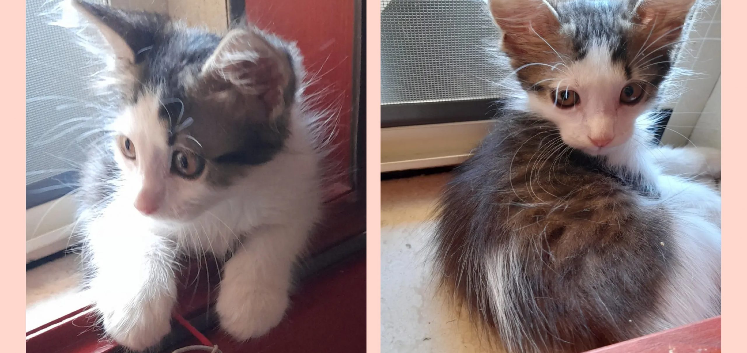 Adozione del cuore per Athos, abbandonato e preda dei gabbiani