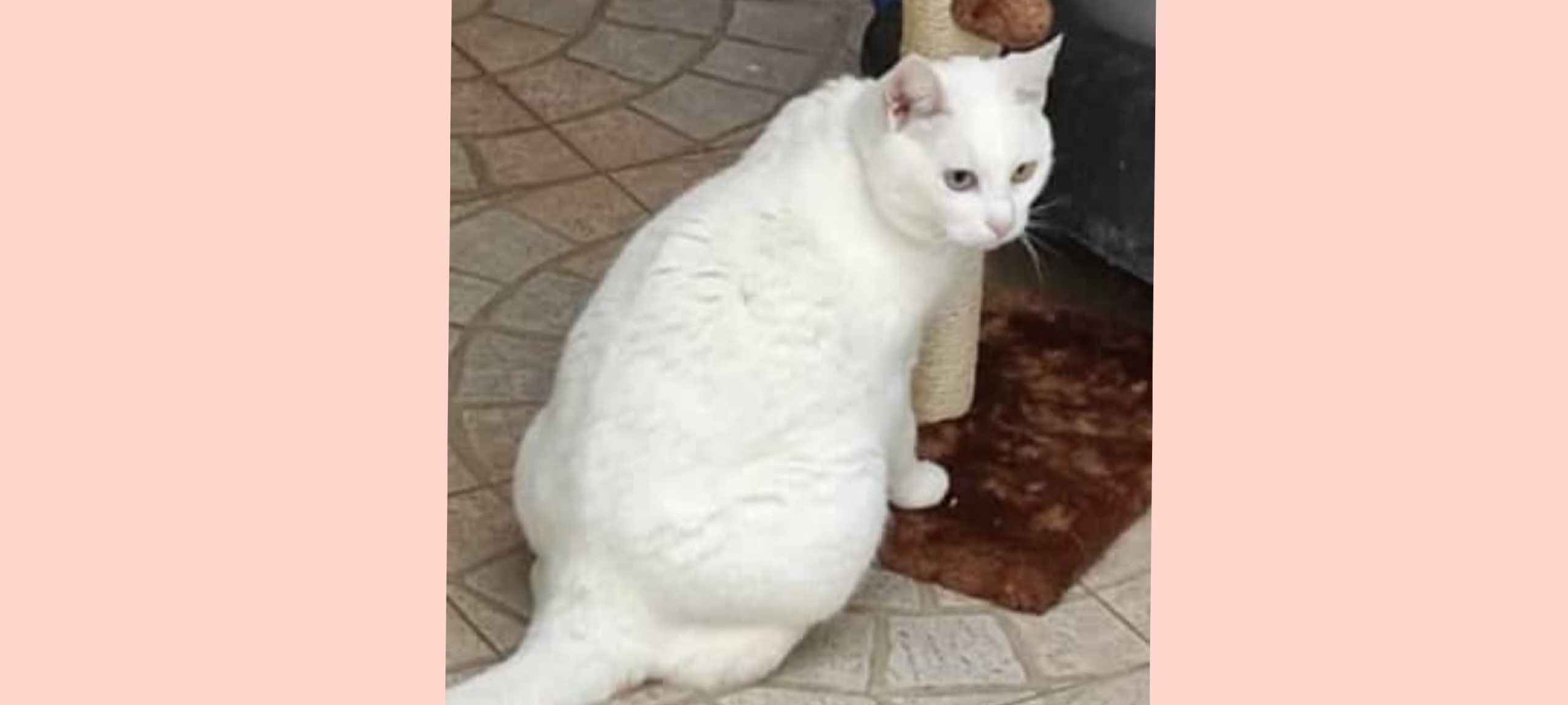 Sos per Zucchi, la gattina smarrita a Cagliari con gli occhi bicolore