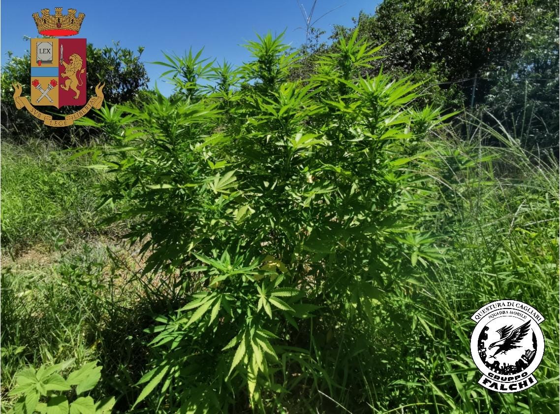 Marijuana tra gli alberi da frutto a San Sperate, insospettabile 48enne in arresto