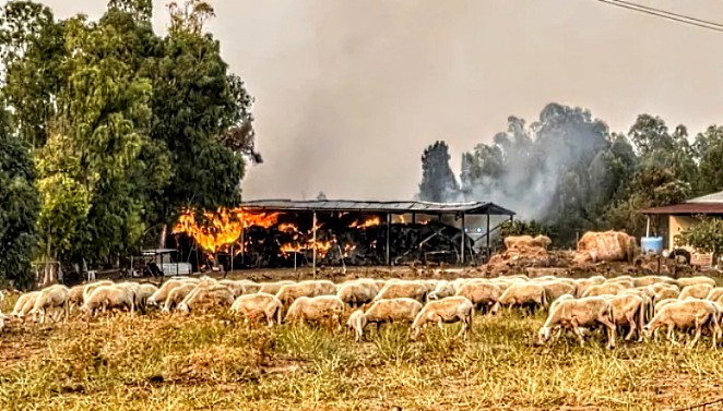 Incendio a Villaspeciosa, raccolti oltre 10 mila euro per riacquistare il fieno